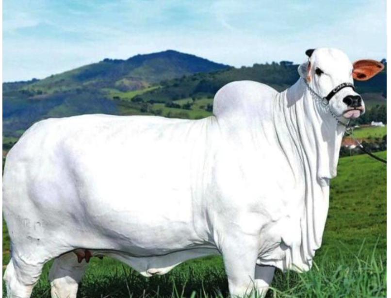 Cow Adoption